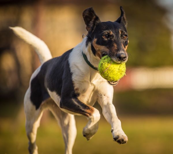 Fox terrier dog breed Bow Wow Meow Pet Insurance