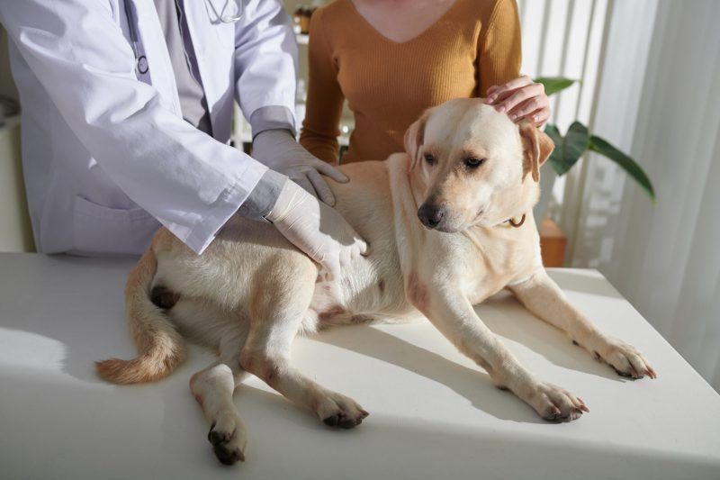 Veterinarian examining a dog’s abdomen after vomiting
