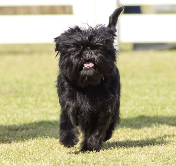 Affenpinscher dog breed Bow Wow Meow Pet Insurance