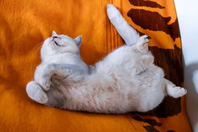 Sleeping cat curled up comfortably at home