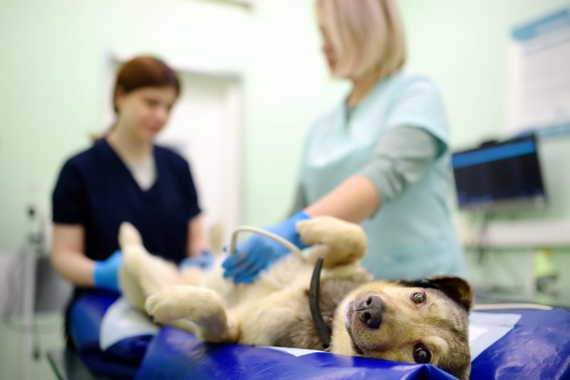 Dog lying on an examination table while a veterinarian performs an abdominal ultrasound.