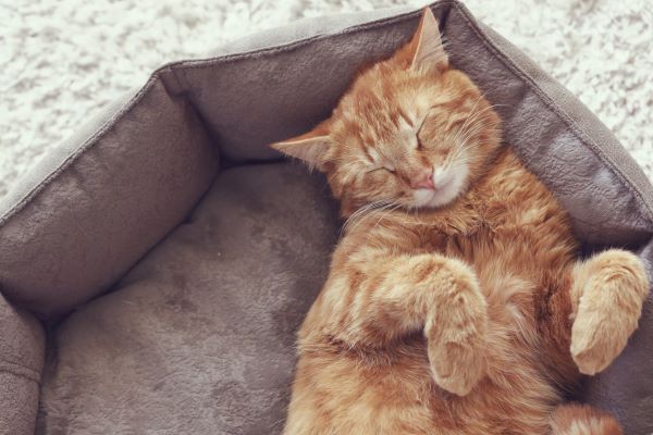 Cat behaviour, cat sleep, cat dreams Bow Wow Meow Pet Insurance