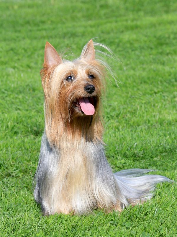 Australian Silky Terrier dog breed Bow Wow Meow Pet Insurance