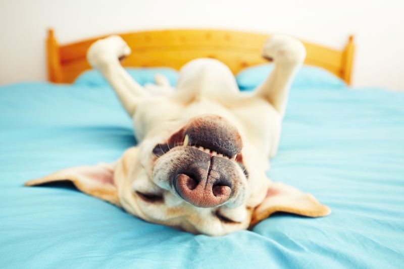 Sleeping dog lying comfortably on its back in bed