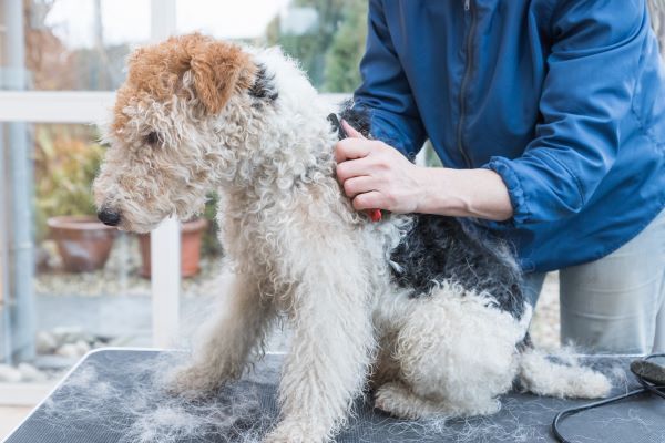 Wire haired fox terrier dog breed Bow Wow Meow Pet Insurance