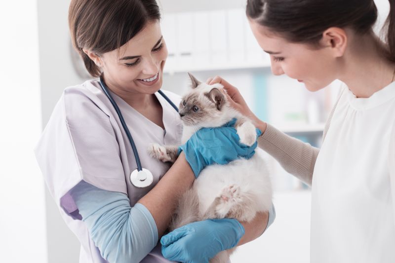 A cat being examined by a veterinarian with the owner present