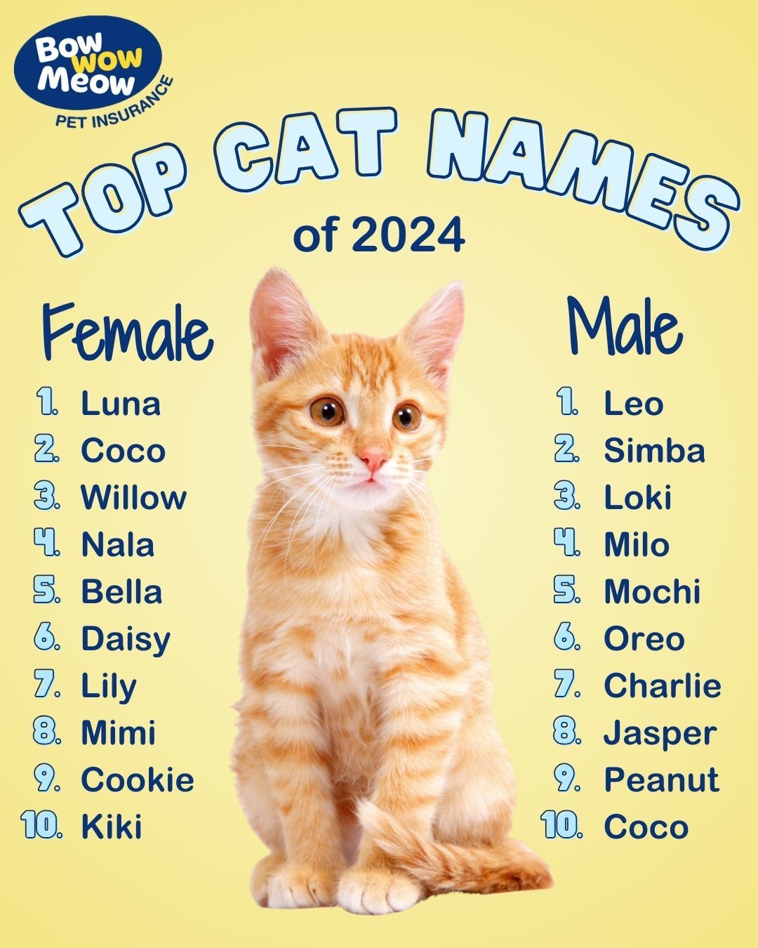 Top cat names of 2024 Bow Wow Meow Pet Insurance