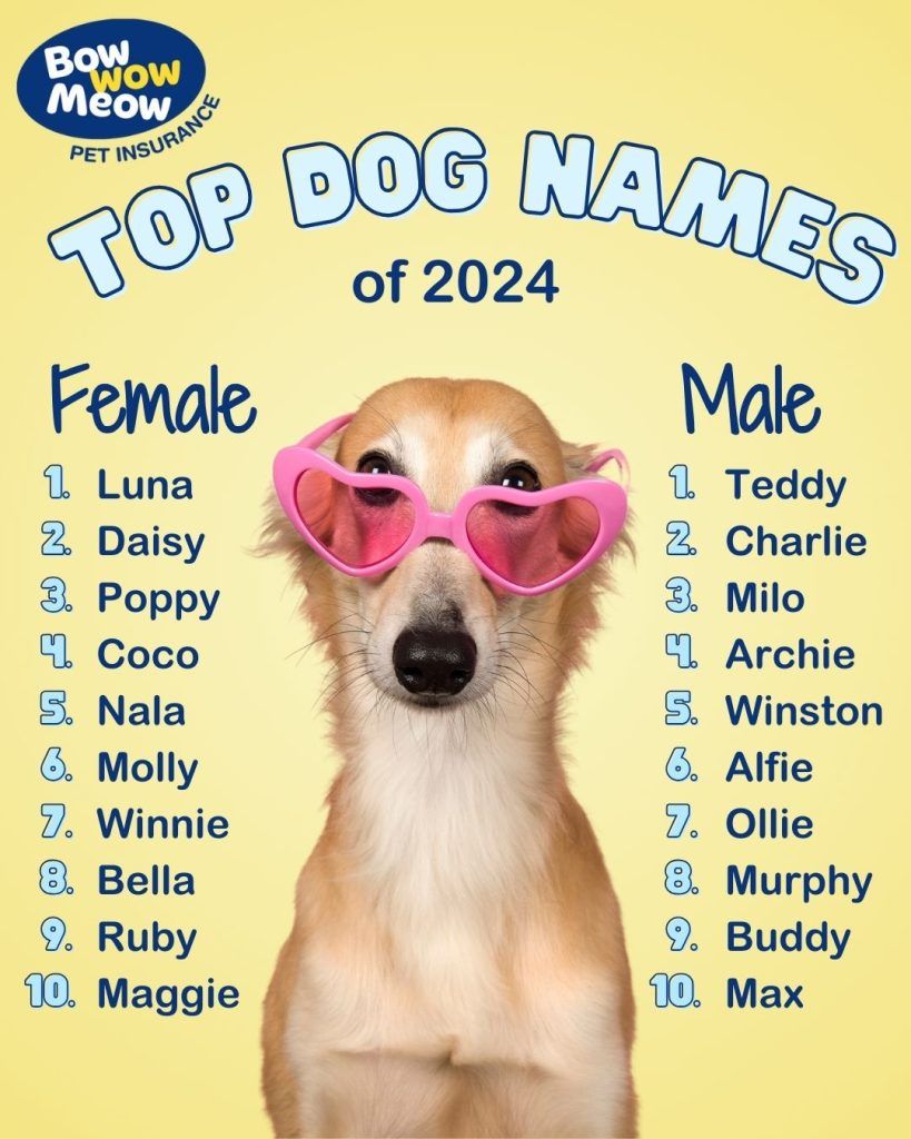 Top dog names of 2024 Bow Wow Meow Pet Insurance