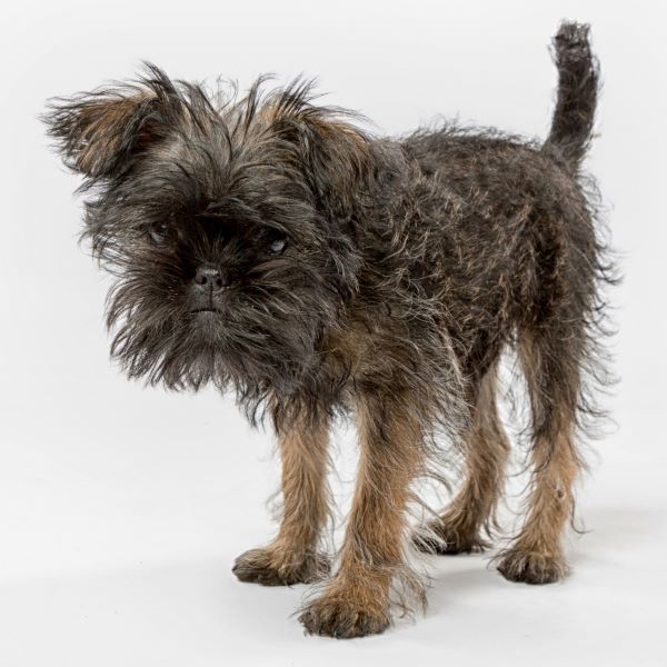 Affenpinscher dog breed Bow Wow Meow Pet Insurance