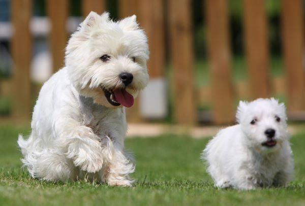 West Highland White Terrier dog breed Bow Wow Meow