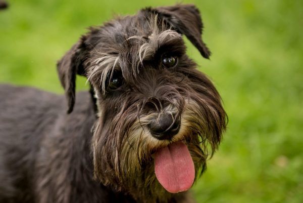 Close up of cute Miniature Schnauzer with tongue out