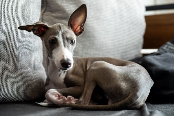 Italian Greyhound dog breed Bow Wow Meow Pet Insurance