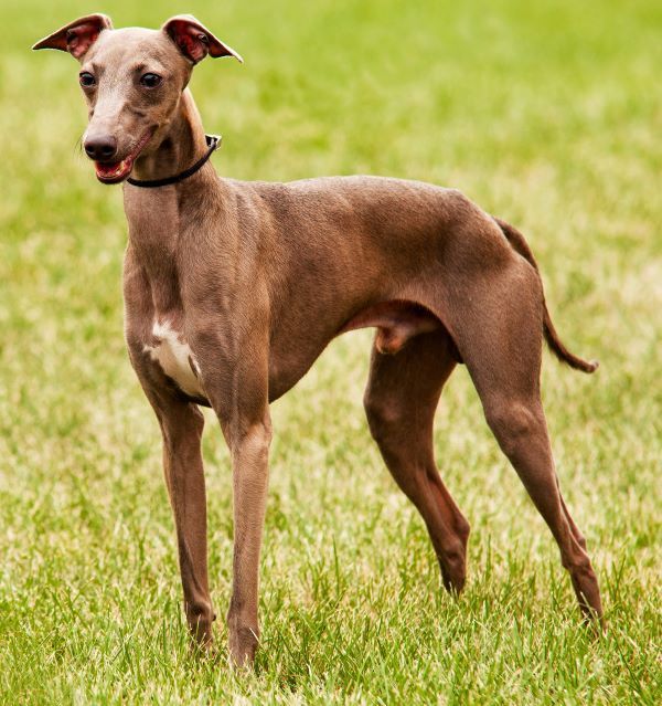 Italian Greyhound dog breed Bow Wow Meow Pet Insurance