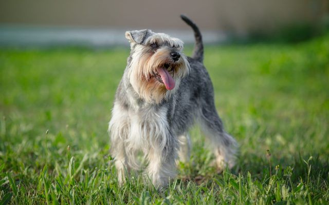 Miniature Schnauzer stands outside on the grass