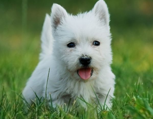 West Highland White Terrier puppy runs outside in the grass