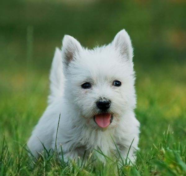 West Highland White Terrier dog breed Bow Wow Meow