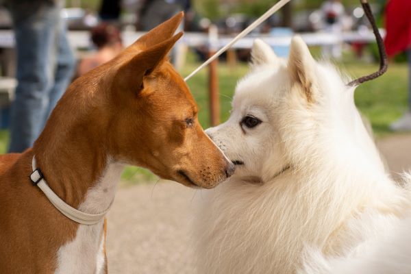 Japanese Spitz dog breed Bow Wow Meow Pet Insurance