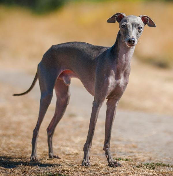 Italian Greyhound dog breed Bow Wow Meow Pet Insurance