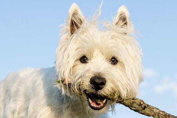 A west highland white terrier carrying a stick in its mouth