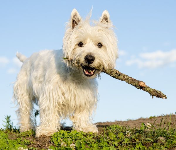 West Highland White Terrier dog breed Bow Wow Meow