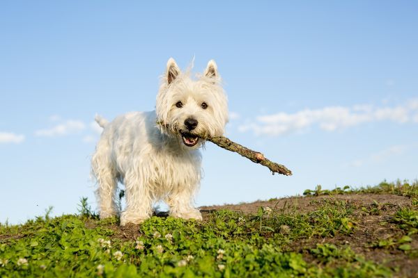 A west highland white terrier carrying a stick in its mouth