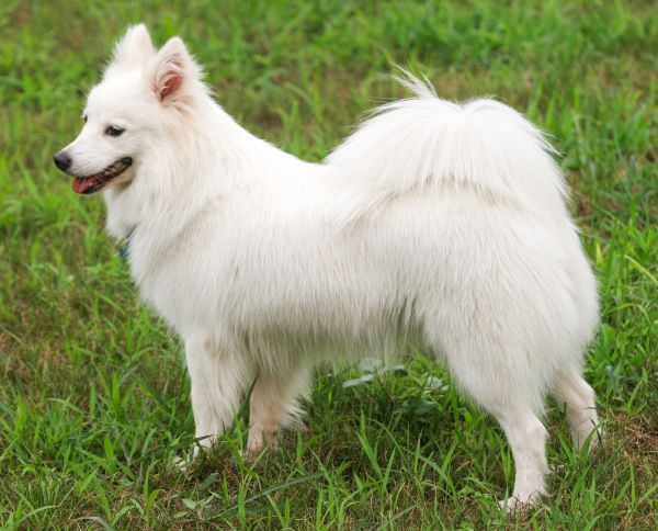 Japanese Spitz dog breed Bow Wow Meow Pet Insurance