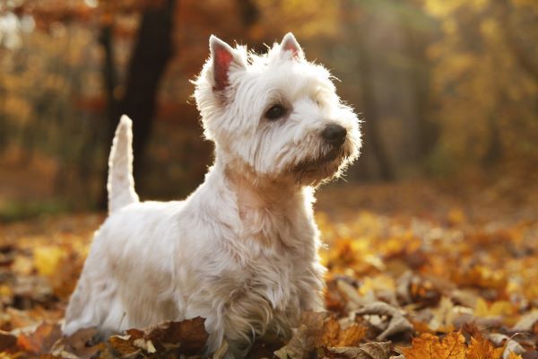 West Highland White Terrier dog breed Bow Wow Meow