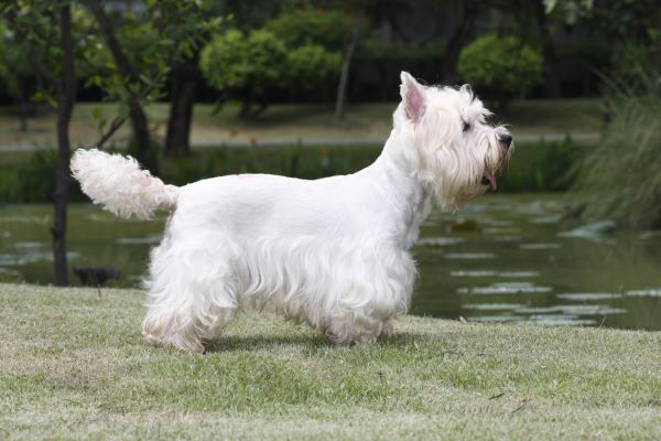 West Highland White Terrier dog breed Bow Wow Meow