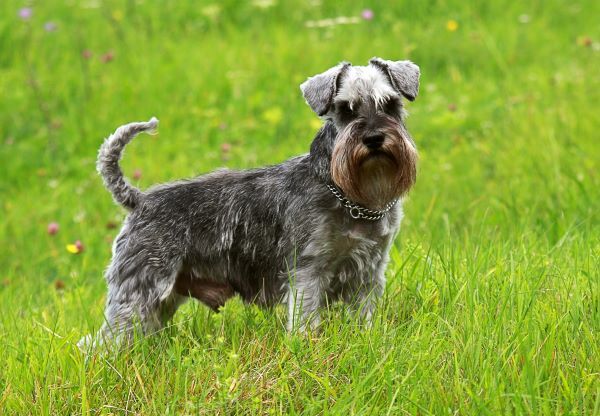 Miniature Schnauzer dog breed Bow Wow Meow Pet Insurance