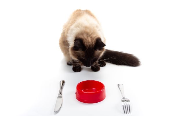 Balinese cat breed Bow Wow Meow Pet Insuranc