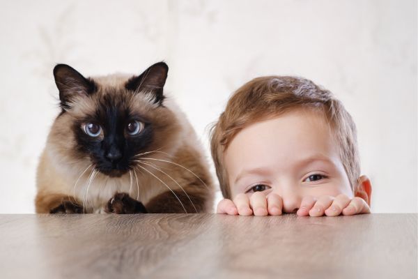 Balinese cat breed Bow Wow Meow Pet Insuranc