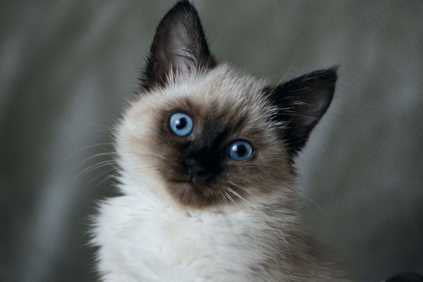 Balinese cat breed Bow Wow Meow Pet Insuranc