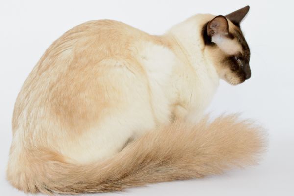 Balinese cat breed Bow Wow Meow Pet Insuranc