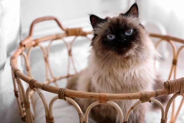 Balinese cat breed Bow Wow Meow Pet Insuranc