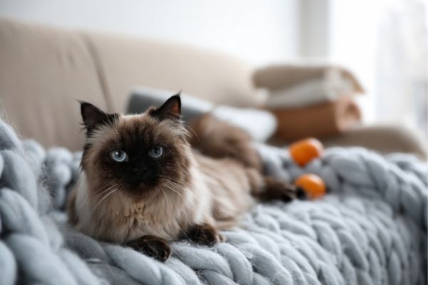 Balinesecat breed Bow Wow Meow Pet Insuranc