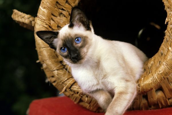 Balinese cat breed Bow Wow Meow Pet Insuranc