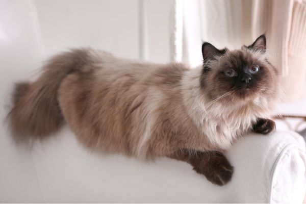 Balinese cat breed Bow Wow Meow Pet Insuranc
