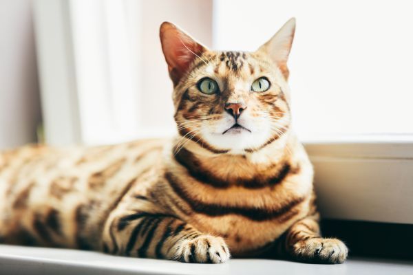 Bengal cat breed Bow Wow Meow Pet Insurance