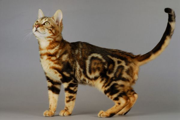 Bengal cat breed Bow Wow Meow Pet Insurance