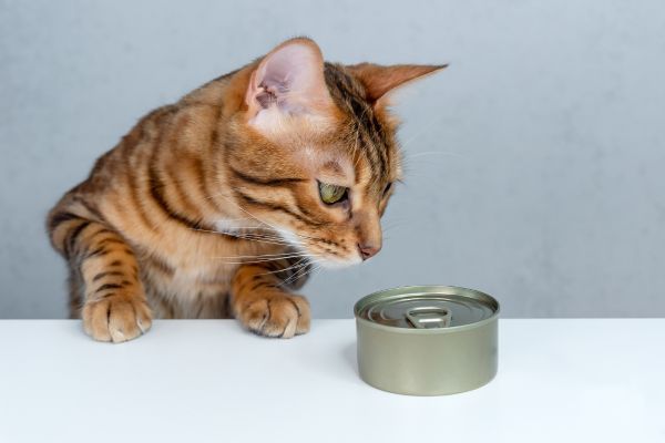 Bengal cat breed Bow Wow Meow Pet Insurance