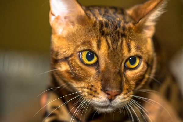Bengal cat breed Bow Wow Meow Pet Insurance