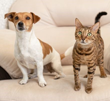 Bengal cat breed Bow Wow Meow Pet Insurance