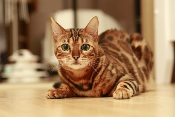 Bengal cat breed Bow Wow Meow Pet Insurance