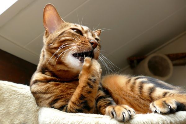 Bengal cat breed Bow Wow Meow Pet Insurance