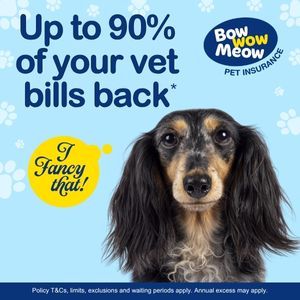 Up to 90% of your vet bills back with Bow Wow Meow Pet Insurance
