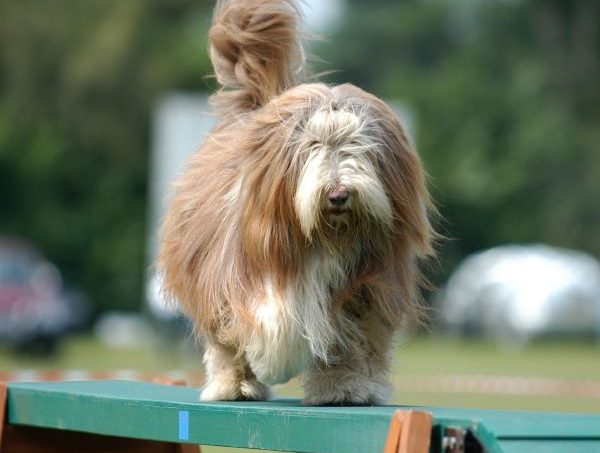 Bearded Collie dog breed Bow Wow Meow Pet Insurance