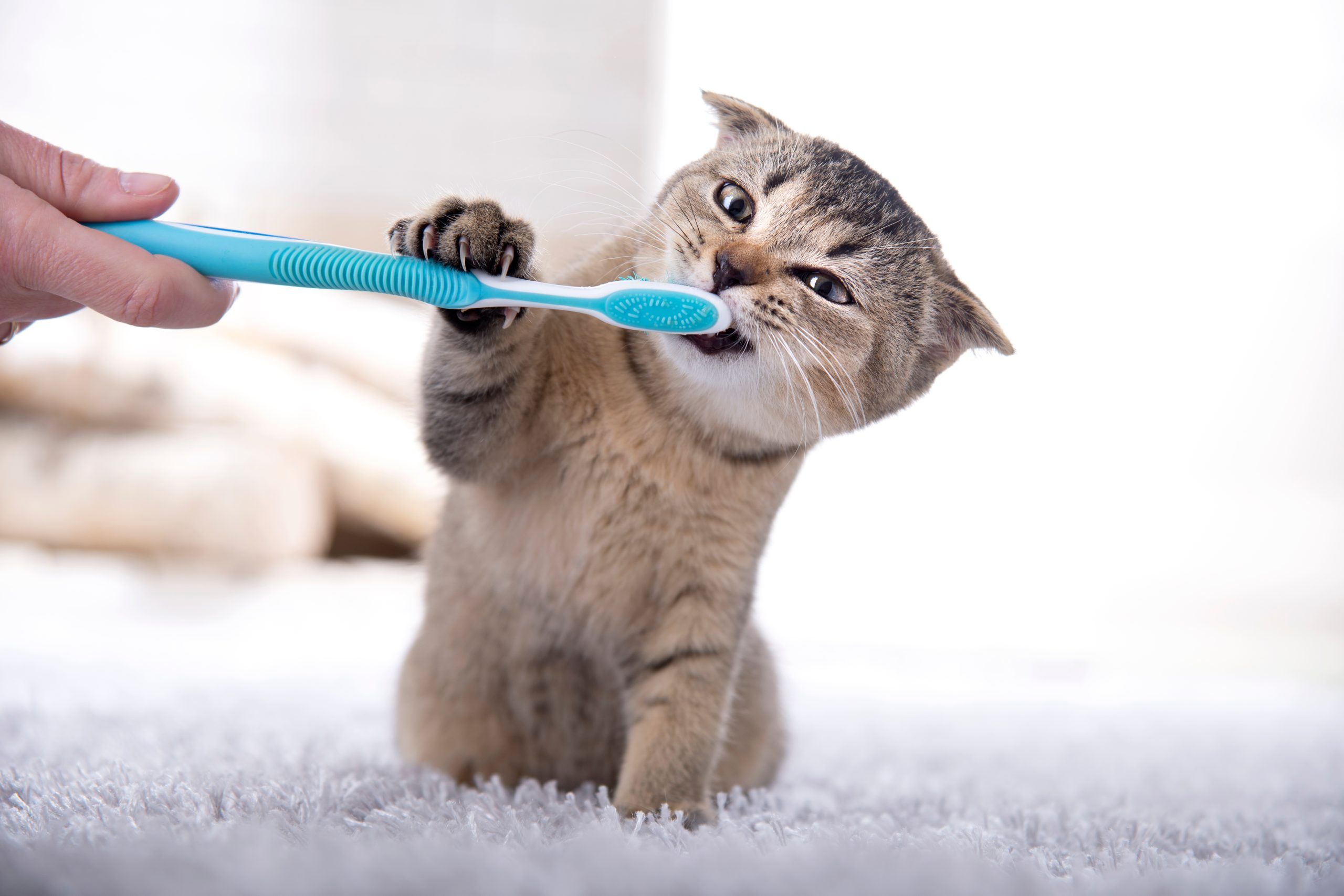 Cat dental care Bow Wow Meow Pet Insurance