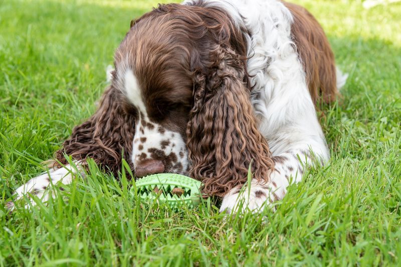 English Springer Spaniel dog smells chewing toy with snacks lying on grass