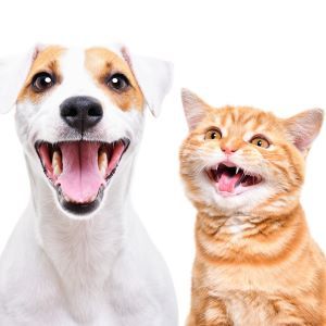 Dog and cat dental care Bow Wow Meow Pet Insurance