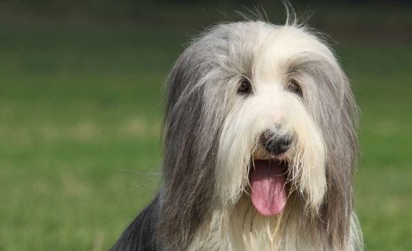 Bearded Collie dog breed Bow Wow Meow Pet Insurance